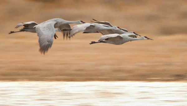 New Mexico Group of sandhill geese flying